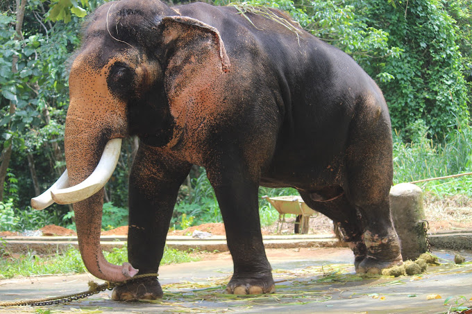 Kodanand Elephant Training Centre Ernakulam