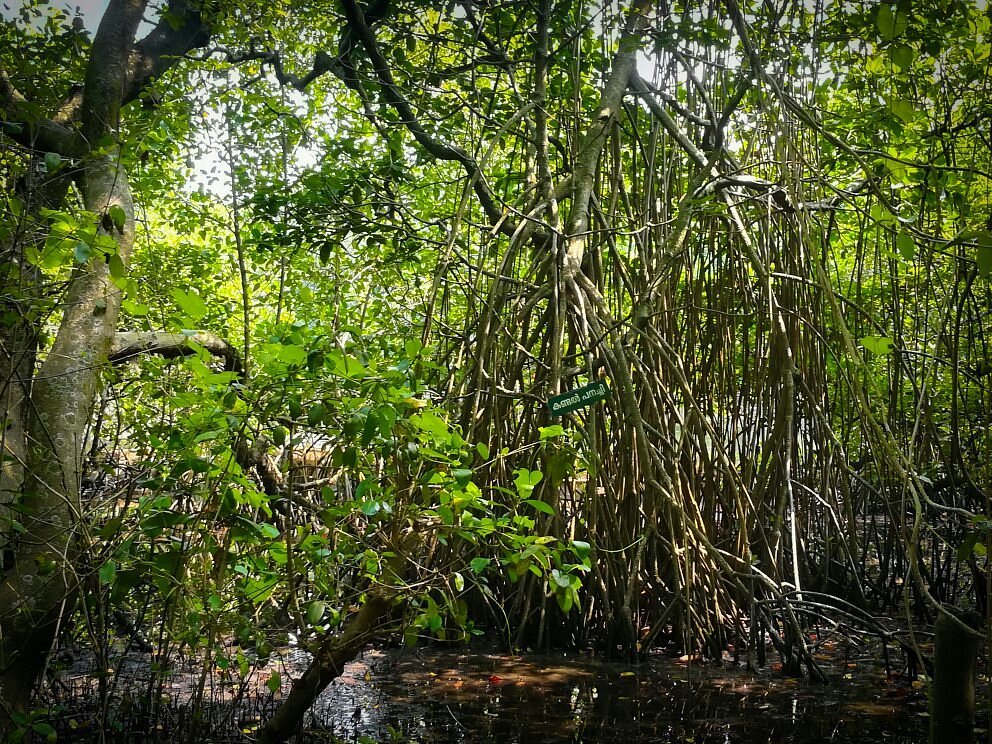 Ecologically sensitive area in Ernakulam