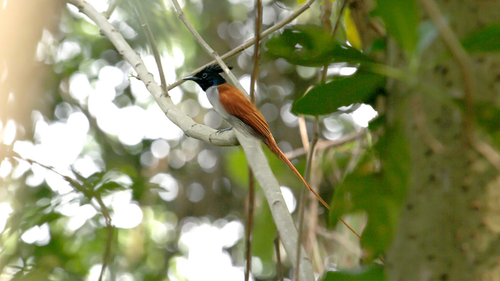 Birds found in Mangalavanam Sanctuary 