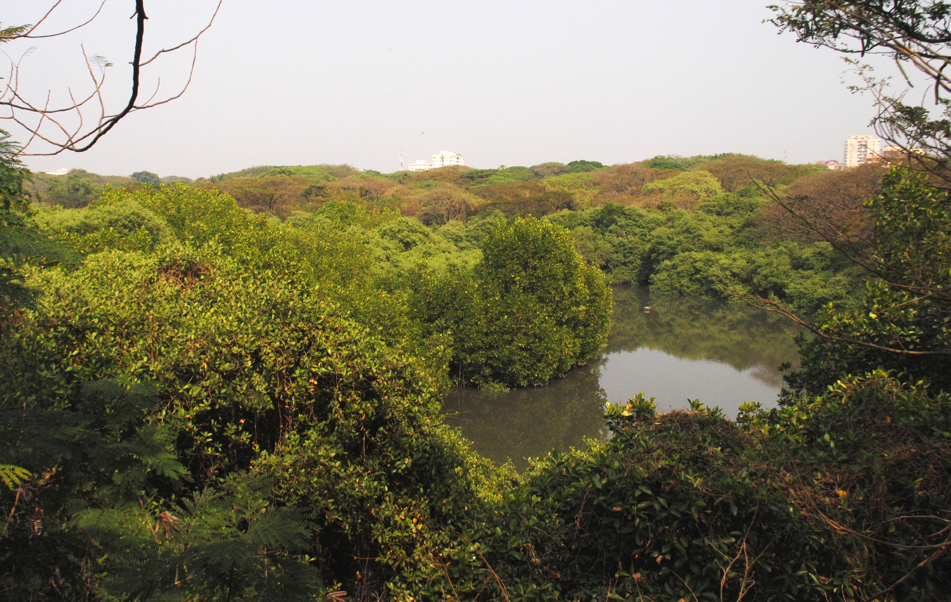  Birds found in Mangalavanam Sanctuary Ernakulam 