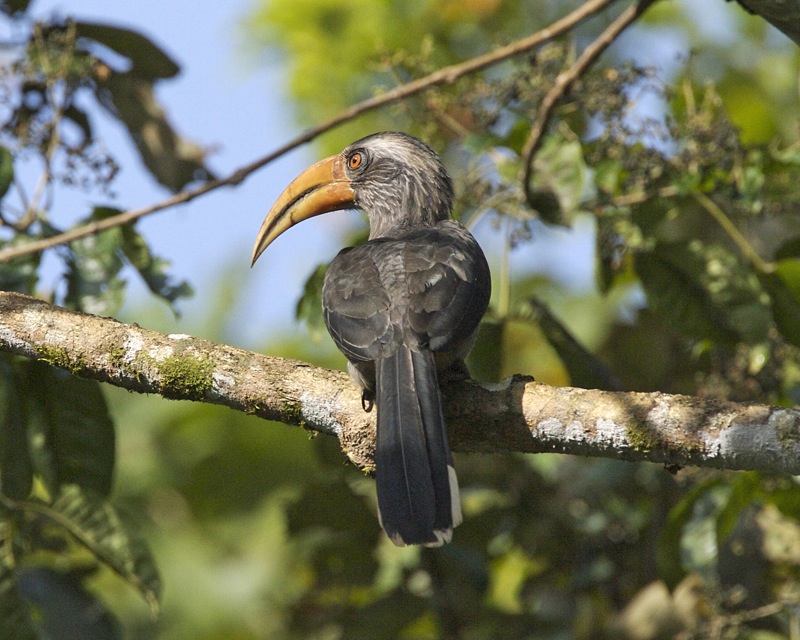 Thattekkad Bird Sanctuary Ernakulam