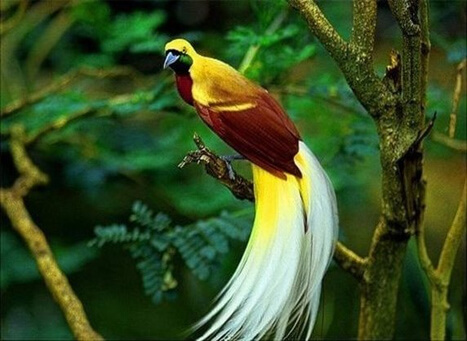 Thattekkad Bird Sanctuary Kochi Attractions