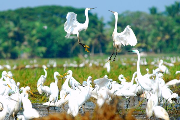 Thattekkad Bird Sanctuary Kochi Entry details